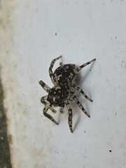 Euophryini