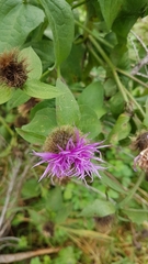 Centaurea phrygia pseudophrygia
