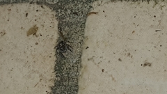 Euophryini