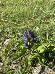 Gentiana cruciata cruciata