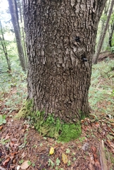 Abies alba
