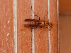 Polistes rothneyi