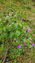 Centaurea phrygia pseudophrygia