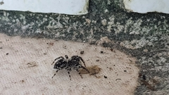 Euophryini