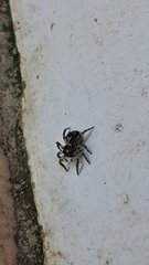 Euophryini