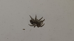 Euophryini