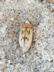 Eurynebria complanata