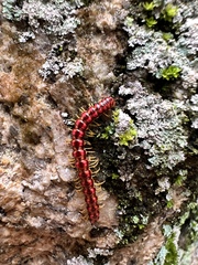 Helicorthomorpha holstii