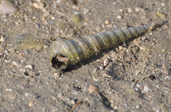 Turritellinella tricarinata