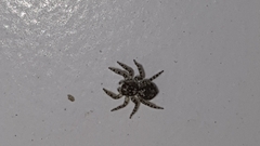 Euophryini