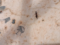 Camponotus compressus