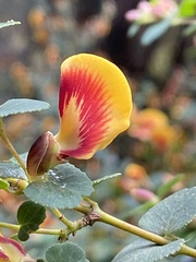 Bossiaea webbii