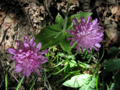 Knautia