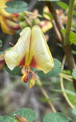 Bossiaea webbii