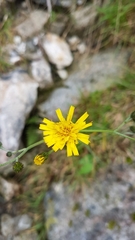 Hieracium murorum
