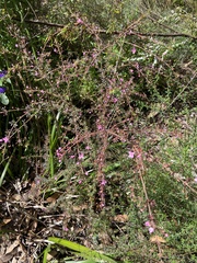 Boronia gracilipes