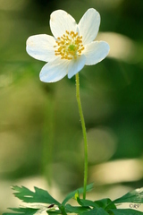Anemonoides nemorosa