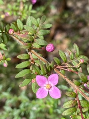 Boronia gracilipes