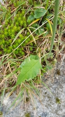 Hieracium murorum