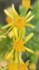 Dittrichia viscosa