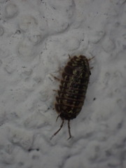 Armadillidium versicolor