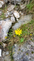 Hieracium murorum