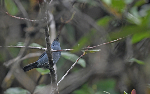 Bluish Flowerpiercer (Diglossa caerulescens), photo 6