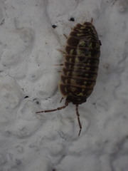 Armadillidium versicolor