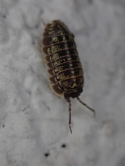 Armadillidium versicolor