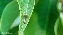 Graphium agamemnon