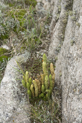 Phlegmariurus saururus