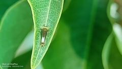 Graphium agamemnon