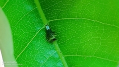 Graphium agamemnon