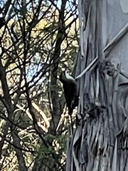 Cormobates leucophaea