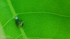 Graphium agamemnon