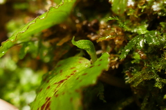 Corybas oblongus