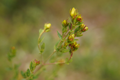 Hypericum