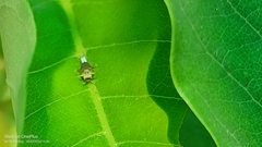 Graphium agamemnon