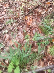 Brachypodium sylvaticum