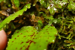 Corybas oblongus