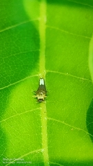 Graphium agamemnon