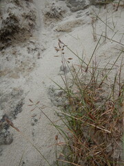 Festuca richardsonii