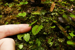 Corybas oblongus