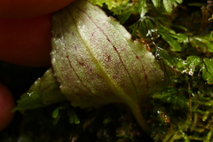 Corybas oblongus
