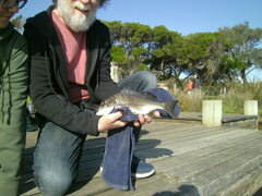 Acanthopagrus butcheri