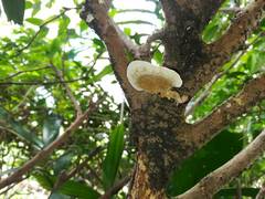 Hexagonia tenuis