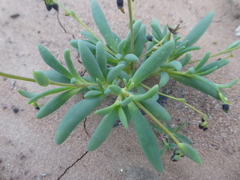 Cistanthe