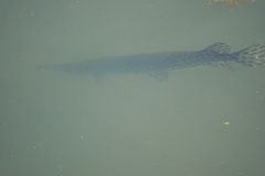 Lepisosteus oculatus