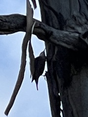 Cormobates leucophaea