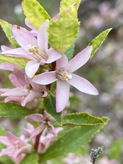 Crowea angustifolia
